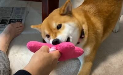 『年の差78歳』犬がおばあちゃんに甘える光景が"まるで赤ちゃん"のようだと10万再生越え「相思相愛で好き」「幸せそう」ほっこりする声続出