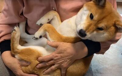 『年の差78歳』犬がおばあちゃんに甘える光景が"まるで赤ちゃん"のようだと10万再生越え「相思相愛で好き」「幸せそう」ほっこりする声続出