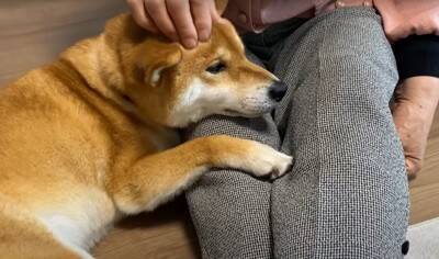『年の差78歳』犬がおばあちゃんに甘える光景が"まるで赤ちゃん"のようだと10万再生越え「相思相愛で好き」「幸せそう」ほっこりする声続出