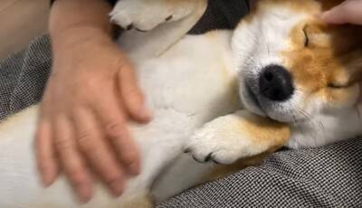 『年の差78歳』犬がおばあちゃんに甘える光景が"まるで赤ちゃん"のようだと10万再生越え「相思相愛で好き」「幸せそう」ほっこりする声続出