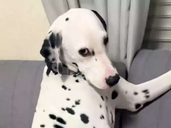 『イタズラをした犬を叱った』結果→秒で許してしまう『子供のような態度』が7万再生「ふてくされてる感じがｗｗ」「まるで人間だわ」と反響