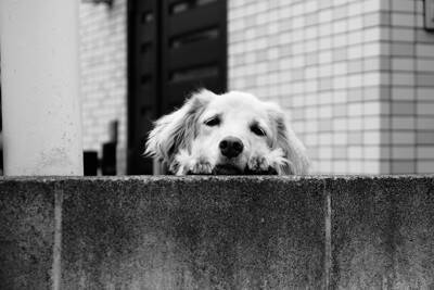 犬が『恐怖症』になっているサイン6つ　愛犬がトラウマを抱えてしまう原因とは？