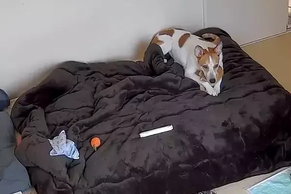 お留守番中の犬と猫の様子をカメラで確認→『猫が見当たらない』と思ったら…想定外すぎる光景に4万2000いいね「可愛すぎｗ」「すっぽり」