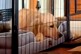 パパが帰宅してもあまり喜ばない大型犬→ママの場合は…あからさま過ぎる『態度の違い』が27万再生「全然違う表情で草」「切ない反応ｗ」と反響