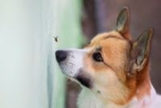 犬が虫を食べてしまったら…？起こり得るトラブルや危険な症状まで解説