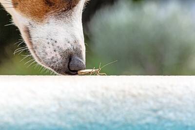 犬が虫を食べてしまったら…？起こり得るトラブルや危険な症状まで解説