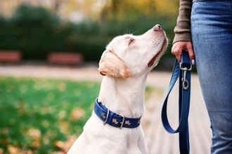 犬から『尊敬される人』の特徴4つ　頼りにされているかどうかを見極める方法まで