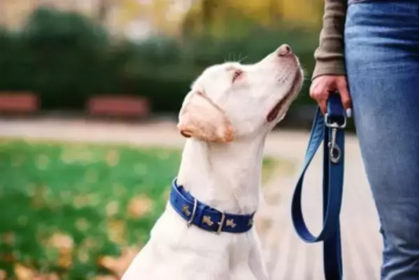 犬から『尊敬される人』の特徴4つ　頼りにされているかどうかを見極める方法まで