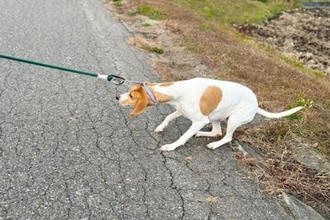 犬が『散歩を嫌いになる』要因3つ　外出に苦手意識を持つようになる飼い主のNG行為とは？