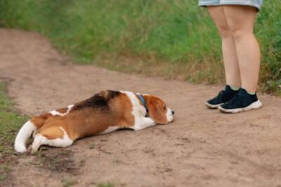 犬が『散歩を嫌いになる』要因3つ　外出に苦手意識を持つようになる飼い主のNG行為とは？