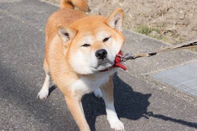 犬が『散歩を嫌いになる』要因3つ　外出に苦手意識を持つようになる飼い主のNG行為とは？