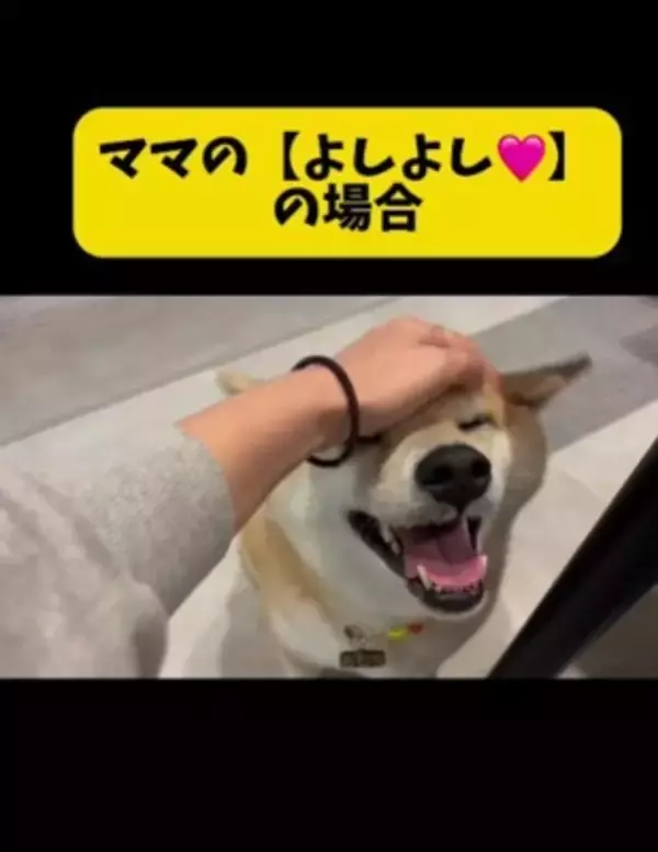 パパとママへの『犬の態度の違い』を比較してみたら…180度違う『思った以上の差』が299万再生「別の犬みたいで草」「見事な塩対応ｗｗ」