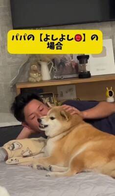 パパとママへの『犬の態度の違い』を比較してみたら…180度違う『思った以上の差』が299万再生「別の犬みたいで草」「見事な塩対応ｗｗ」