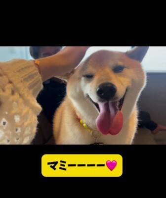 パパとママへの『犬の態度の違い』を比較してみたら…180度違う『思った以上の差』が299万再生「別の犬みたいで草」「見事な塩対応ｗｗ」