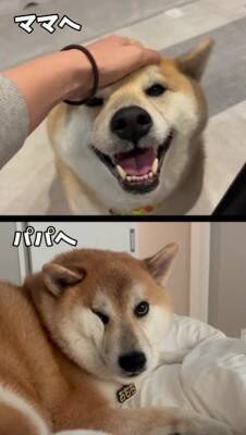 パパとママへの『犬の態度の違い』を比較してみたら…180度違う『思った以上の差』が299万再生「別の犬みたいで草」「見事な塩対応ｗｗ」