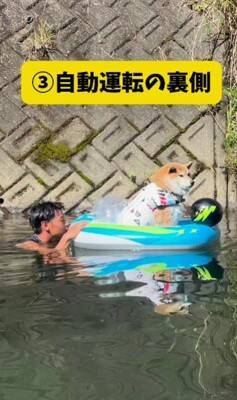 パパとママへの『犬の態度の違い』を比較してみたら…180度違う『思った以上の差』が299万再生「別の犬みたいで草」「見事な塩対応ｗｗ」