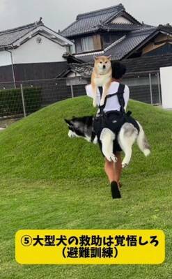 パパとママへの『犬の態度の違い』を比較してみたら…180度違う『思った以上の差』が299万再生「別の犬みたいで草」「見事な塩対応ｗｗ」