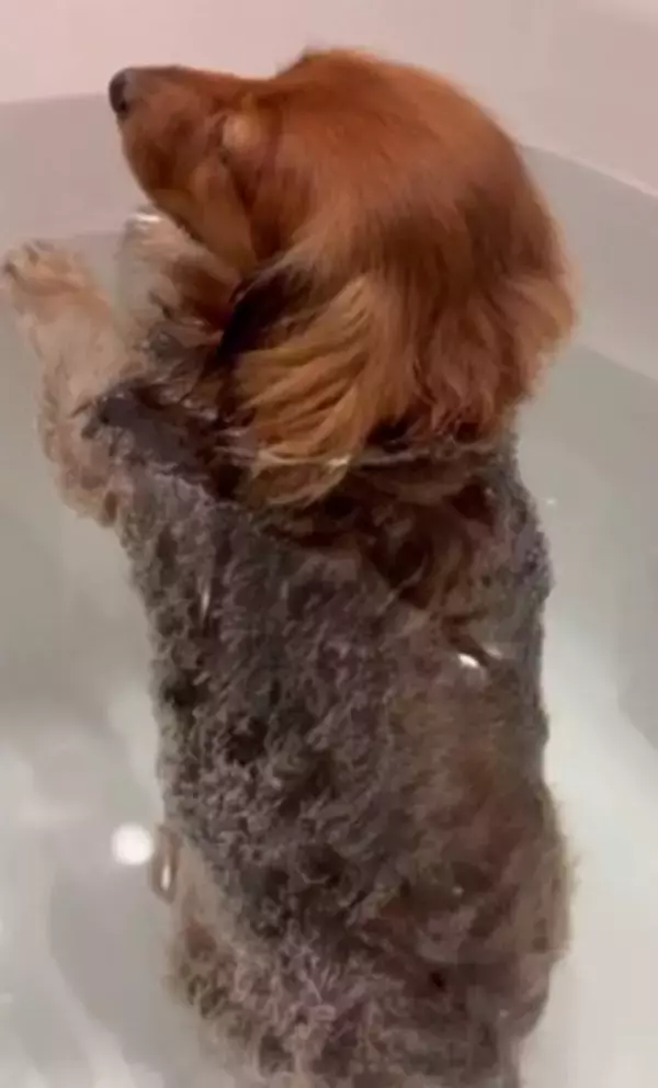 お風呂大好きな犬が『湯船でリラックスしすぎた』結果→衝撃の『オナラをブチかます光景』が1600万再生「表情がｗｗ」「ワロタ」と大爆笑