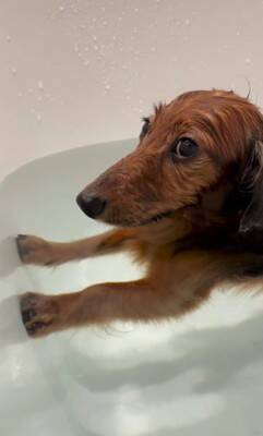 お風呂大好きな犬が『湯船でリラックスしすぎた』結果→衝撃の『オナラをブチかます光景』が1600万再生「表情がｗｗ」「ワロタ」と大爆笑