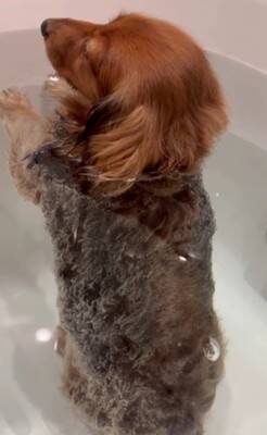 お風呂大好きな犬が『湯船でリラックスしすぎた』結果→衝撃の『オナラをブチかます光景』が1600万再生「表情がｗｗ」「ワロタ」と大爆笑