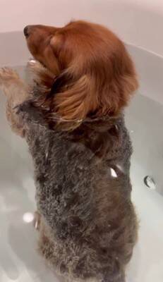 お風呂大好きな犬が『湯船でリラックスしすぎた』結果→衝撃の『オナラをブチかます光景』が1600万再生「表情がｗｗ」「ワロタ」と大爆笑