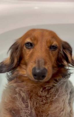 お風呂大好きな犬が『湯船でリラックスしすぎた』結果→衝撃の『オナラをブチかます光景』が1600万再生「表情がｗｗ」「ワロタ」と大爆笑