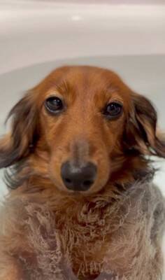 お風呂大好きな犬が『湯船でリラックスしすぎた』結果→衝撃の『オナラをブチかます光景』が1600万再生「表情がｗｗ」「ワロタ」と大爆笑