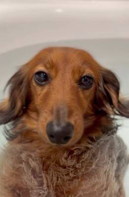 お風呂大好きな犬が『湯船でリラックスしすぎた』結果→衝撃の『オナラをブチかます光景』が1600万再生「表情がｗｗ」「ワロタ」と大爆笑