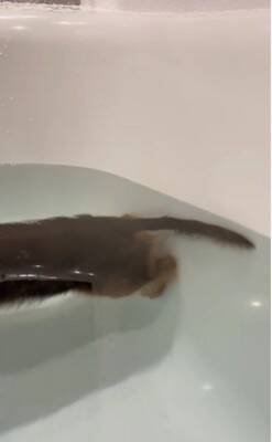 お風呂大好きな犬が『湯船でリラックスしすぎた』結果→衝撃の『オナラをブチかます光景』が1600万再生「表情がｗｗ」「ワロタ」と大爆笑