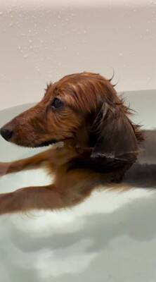 お風呂大好きな犬が『湯船でリラックスしすぎた』結果→衝撃の『オナラをブチかます光景』が1600万再生「表情がｗｗ」「ワロタ」と大爆笑