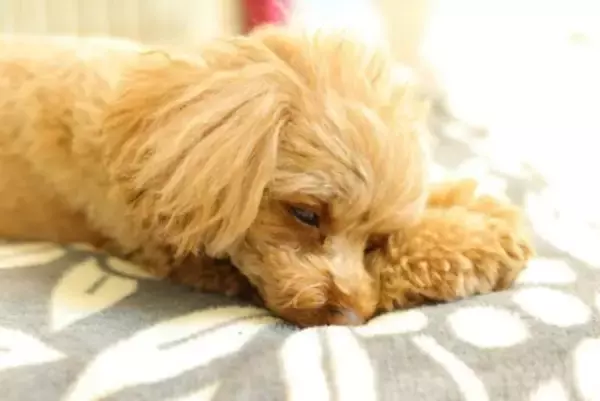 睡魔と戦っている犬がみせる仕草や行動５選　熟睡できない理由や安心して寝てもらうためにすべき配慮まで