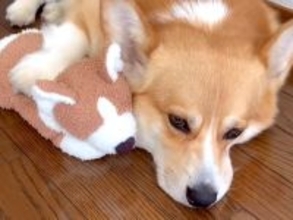 お姉ちゃんが小学校へ登校→数分後、寂しさが爆発してしまった犬が…『健気で可愛すぎる行動』に19万再生の反響「たまらない」「なんていい子」