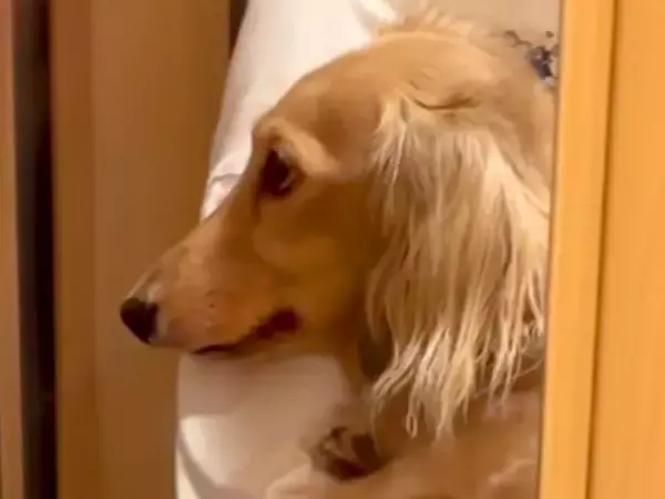 帰省していたお兄ちゃんが帰ってしまったら、玄関で犬が…思った以上の『落ち込み方』が切ないと17万再生「尊すぎる」「大好きなんだね」と反響