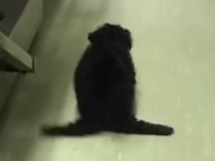 後ろ足が動かず『ペンギンのように歩く子犬』→医師からは『歩けない』と言われ…思わず涙する『奇跡の光景』に反響「頑張ったね」「見違えた」