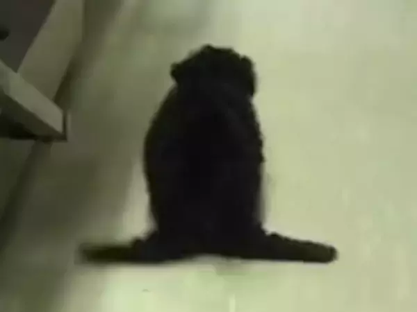 後ろ足が動かず『ペンギンのように歩く子犬』→医師からは『歩けない』と言われ…思わず涙する『奇跡の光景』に反響「頑張ったね」「見違えた」