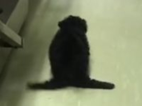 後ろ足が動かず『ペンギンのように歩く子犬』→医師からは『歩けない』と言われ…思わず涙する『奇跡の光景』に反響「頑張ったね」「見違えた」