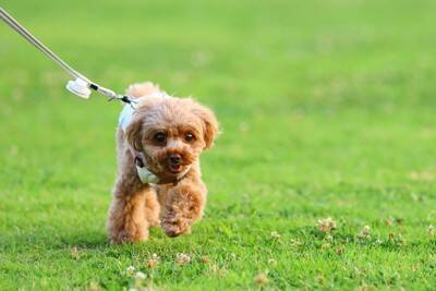 人から『愛情を受けている犬』の特徴5選　日々の暮らしが充実しているワンコの共通点とは？