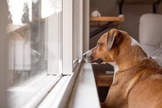 『留守番が苦手な犬』の共通点4選　孤独を感じやすいワンコの特徴や対策までご紹介