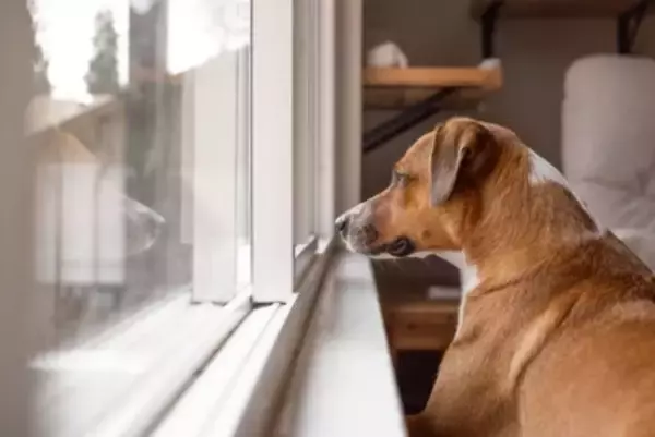 『留守番が苦手な犬』の共通点4選　孤独を感じやすいワンコの特徴や対策までご紹介