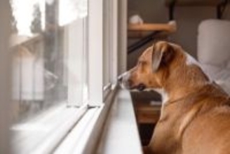 『留守番が苦手な犬』の共通点4選　孤独を感じやすいワンコの特徴や対策までご紹介