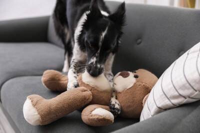 『留守番が苦手な犬』の共通点4選　孤独を感じやすいワンコの特徴や対策までご紹介