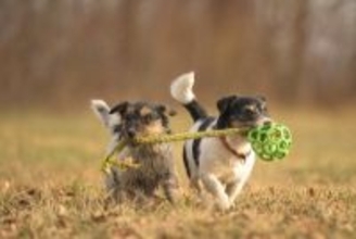 犬に『友達』は必要なの？犬同士で交流させるメリットや遊ばせる際の注意点まで解説