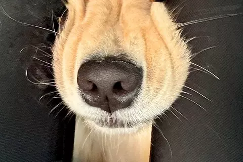 車で大型犬とお出かけ→ふと『後部座席』を見たら…もはや別の生物な『衝撃の表情』に1万いいね「やばかわいいｗ」「愛おしいでしかない」と絶賛