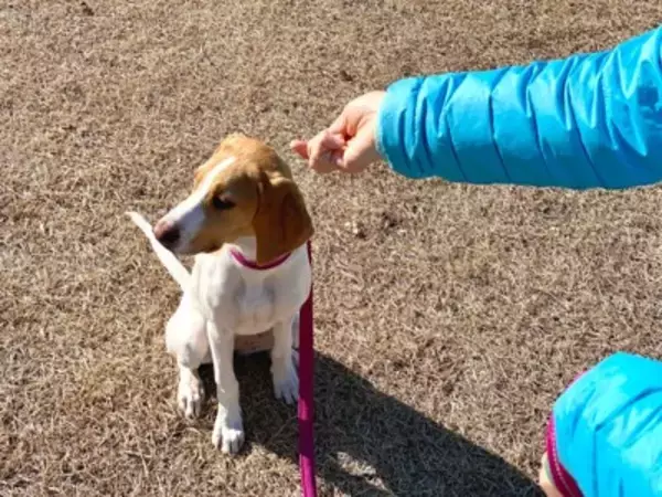 犬が『あなた嫌いです』と言っているサイン５選　苦手な人にみせる行動や好かれるコツまで