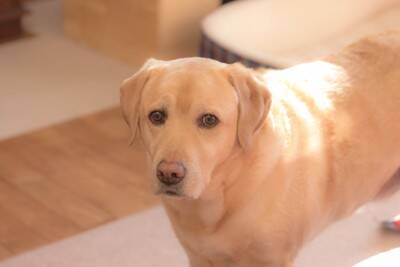 犬が『あなた嫌いです』と言っているサイン５選　苦手な人にみせる行動や好かれるコツまで