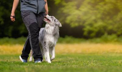 犬が『あなた嫌いです』と言っているサイン５選　苦手な人にみせる行動や好かれるコツまで