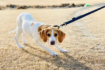 犬がリードを引っ張っているときの『タブー行為』3選　逆効果となるしつけの仕方まで解説