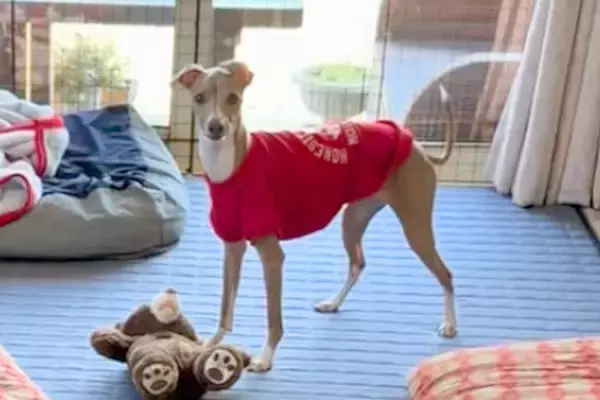 リビングで『おすわり』をする犬→普通に座るのかと思ったら…想定外な『上品すぎる座り方』に絶賛「おててがｗｗ」「お呼びですか？みたいなｗ」