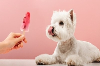犬に絶対与えてはいけない『夏の食べ物』6選　誤って食べてしまった場合の危険な症状まで