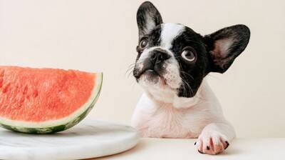 犬に絶対与えてはいけない『夏の食べ物』6選　誤って食べてしまった場合の危険な症状まで